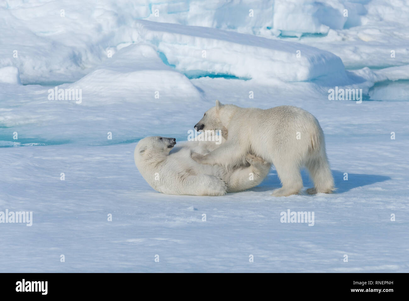 two-young-wild-polar-bear-cubs-playing-on-pack-ice-in-arctic-sea-north