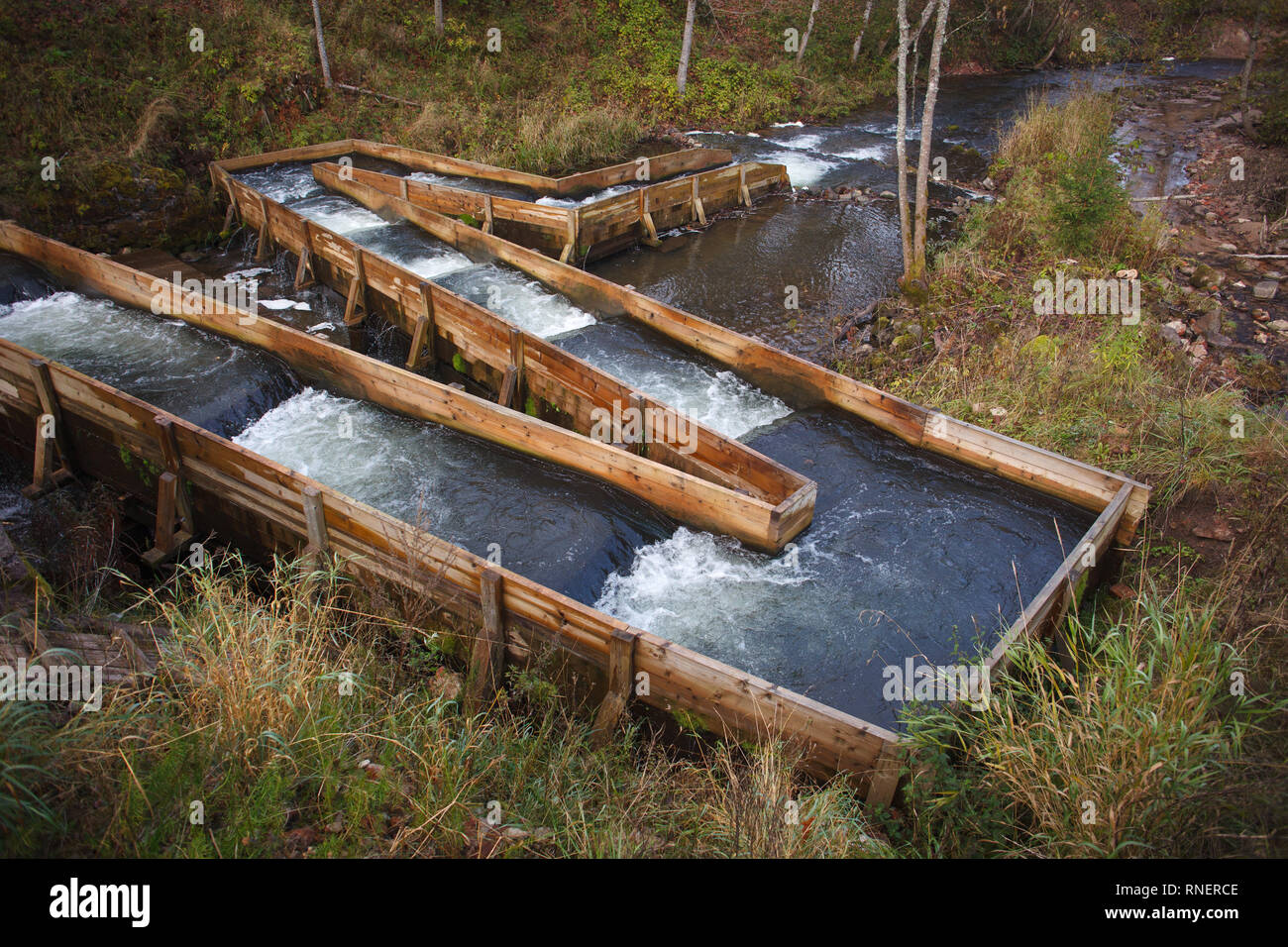 Fish ladders aid salmon on their upstream migration on small river Stock Photo