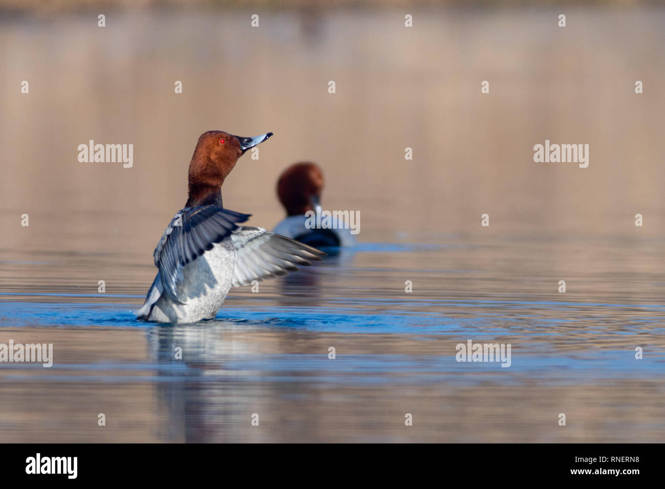 Common Pochard (Aythya ferina) wintering at Danube river dam near Bratislava, Slovakia Stock Photo