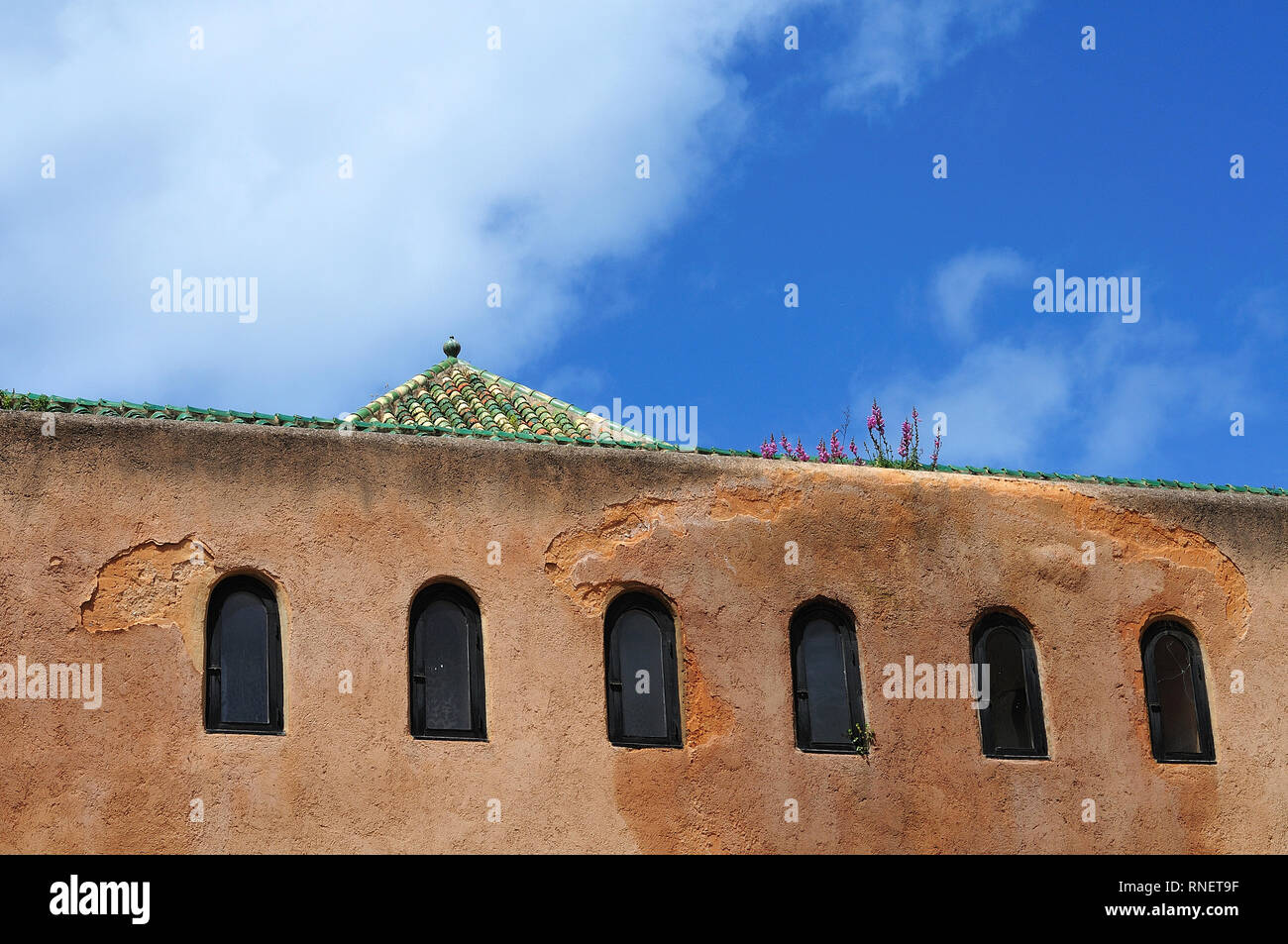 lupines growing on wall in andalusian gardens in kasbah of the udayas ...