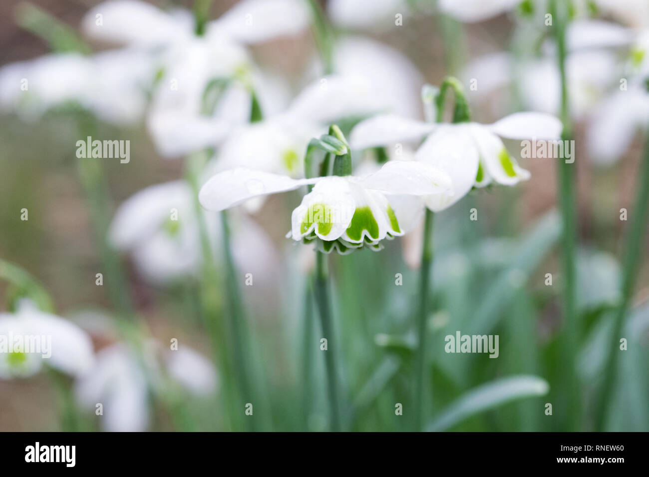 Hippolyta hi-res stock photography and images - Alamy