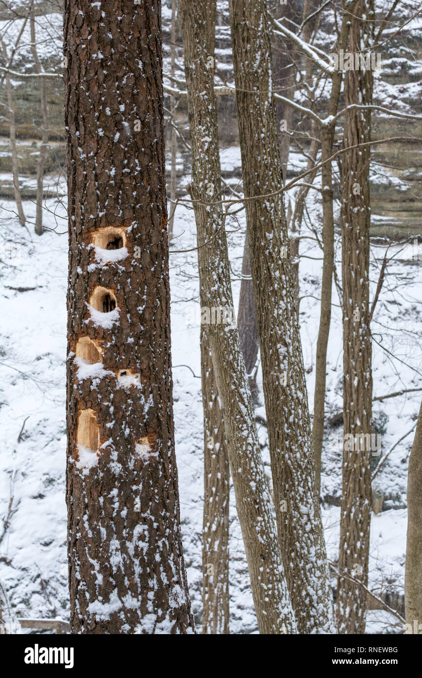 Woodpecker holes in a tree trunk at a cold and snowy Starved Rock state