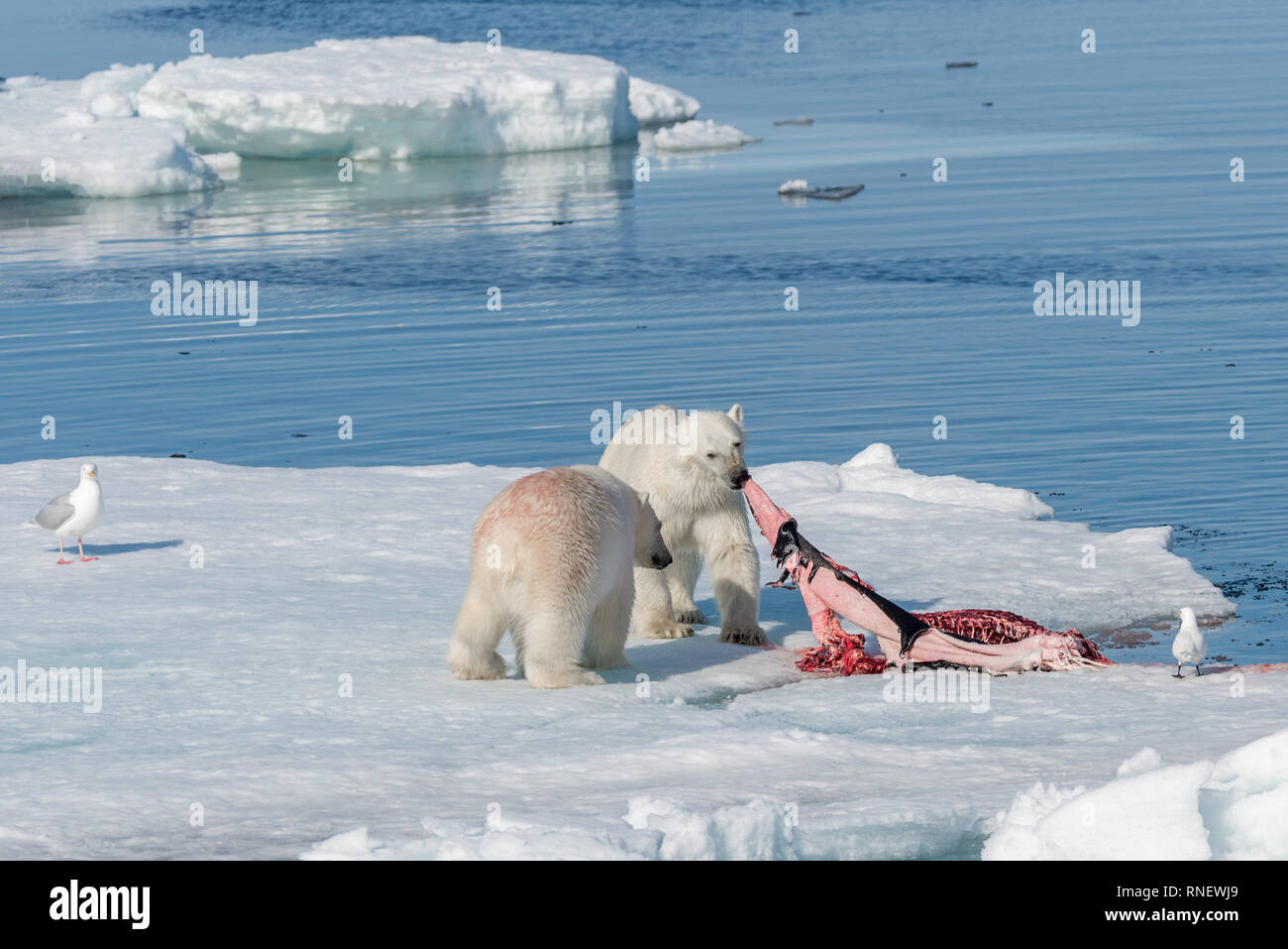 https://c8.alamy.com/comp/RNEWJ9/two-wild-polar-bears-eating-killed-seal-on-the-pack-ice-north-of-spitsbergen-island-svalbard-RNEWJ9.jpg