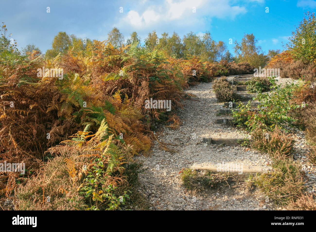 Steps on a countryside walk in Berkshire, UK Stock Photo Alamy