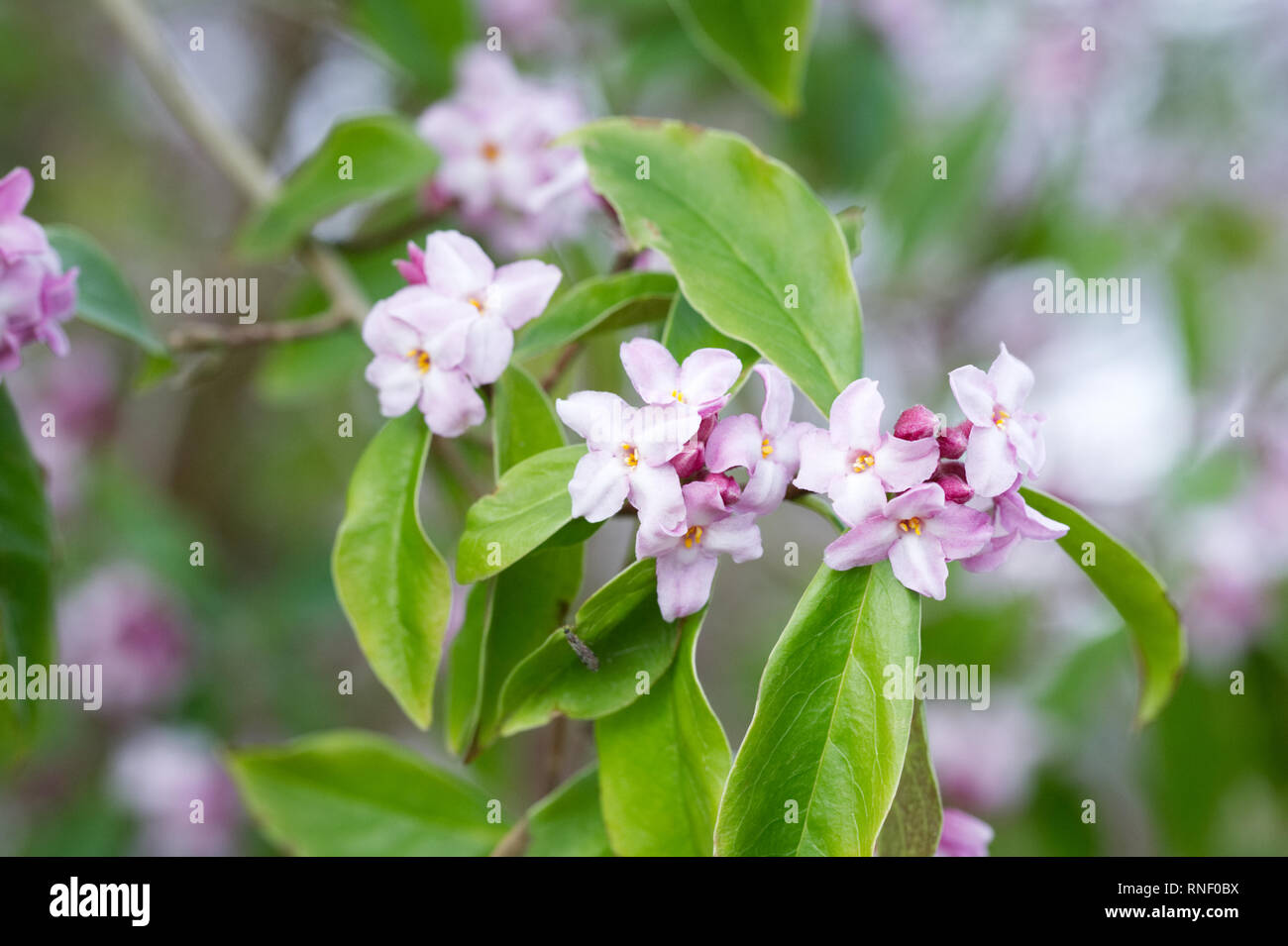 Daphne bholua 'Peter Smithers' flowers. Stock Photo