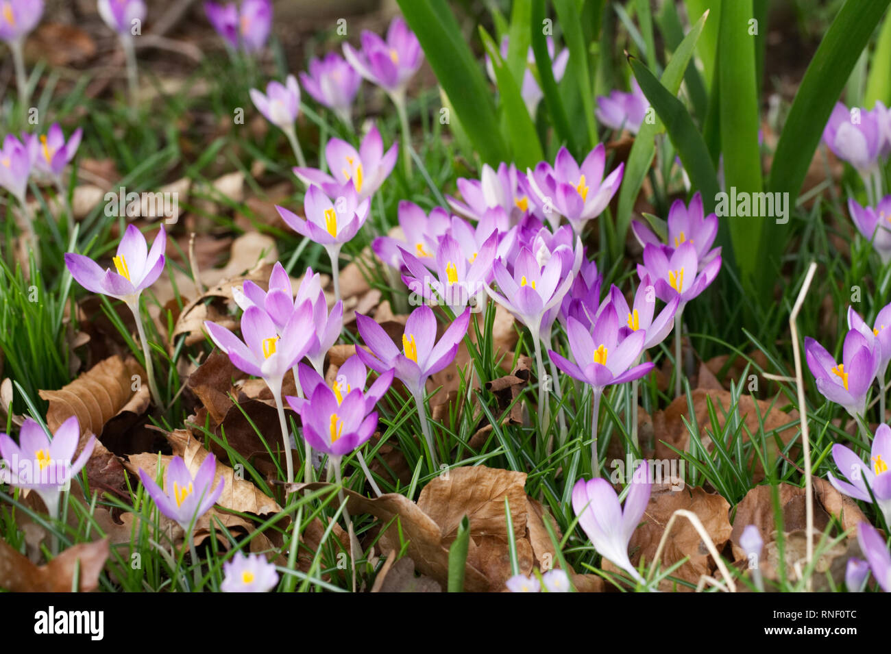 Crocus in the grass. Stock Photo