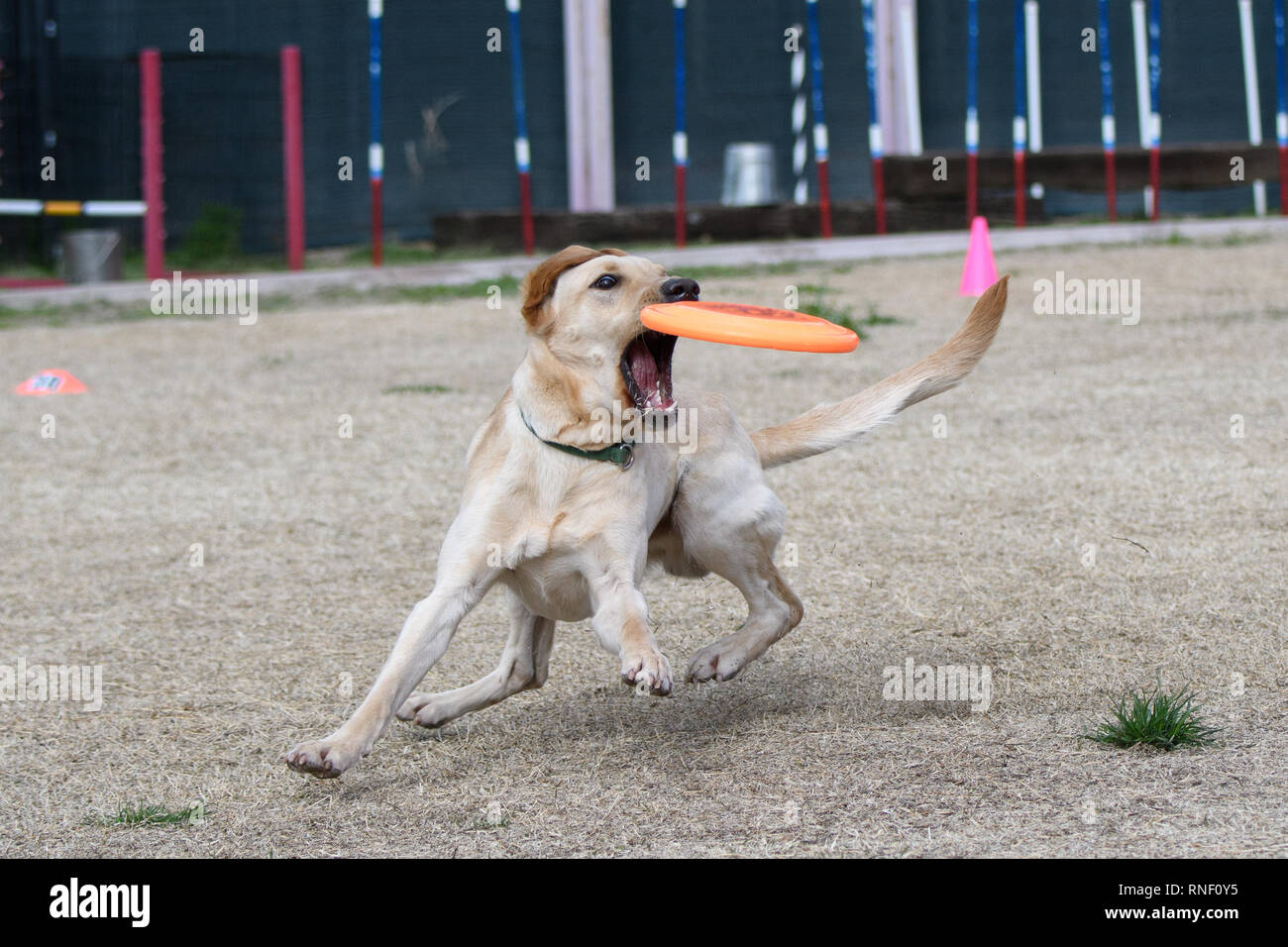 Yellow Labrador retriever about to catch a disc Stock Photo