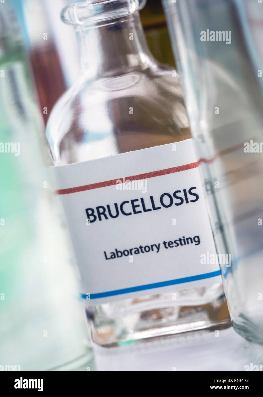 Test brucellosis in laboratory, conceptual image, composition