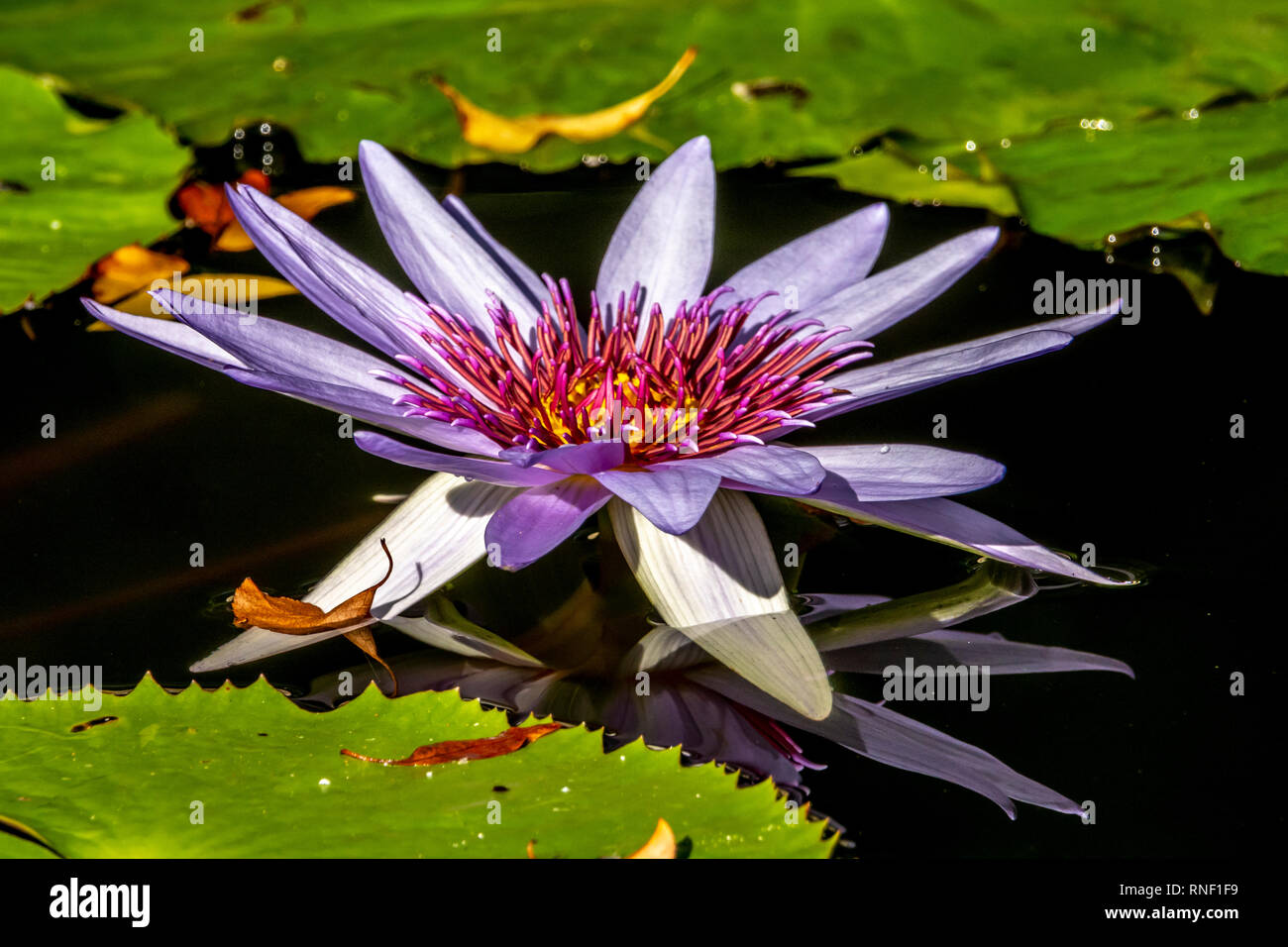 Nymphaeaceae family of flowering plants, commonly called water lilies. Stock Photo