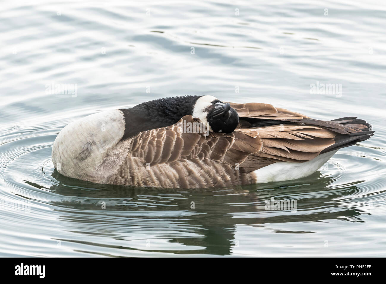 A canada goose (UK)  preening. Stock Photo