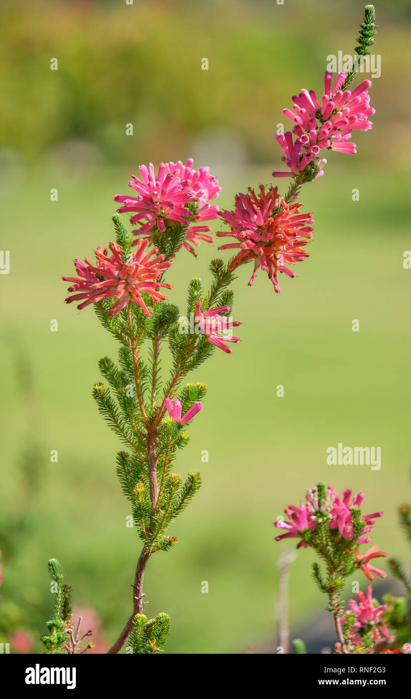 Whorled heath (erica verticikata) flowers on  branch going up.  Various state of floraison. Blurred background Stock Photo