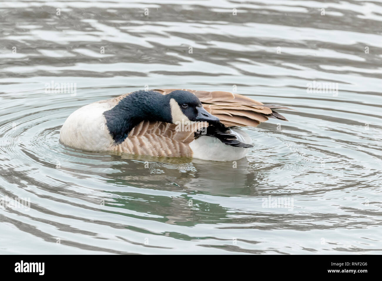 A canada goose (UK)  preening. Stock Photo