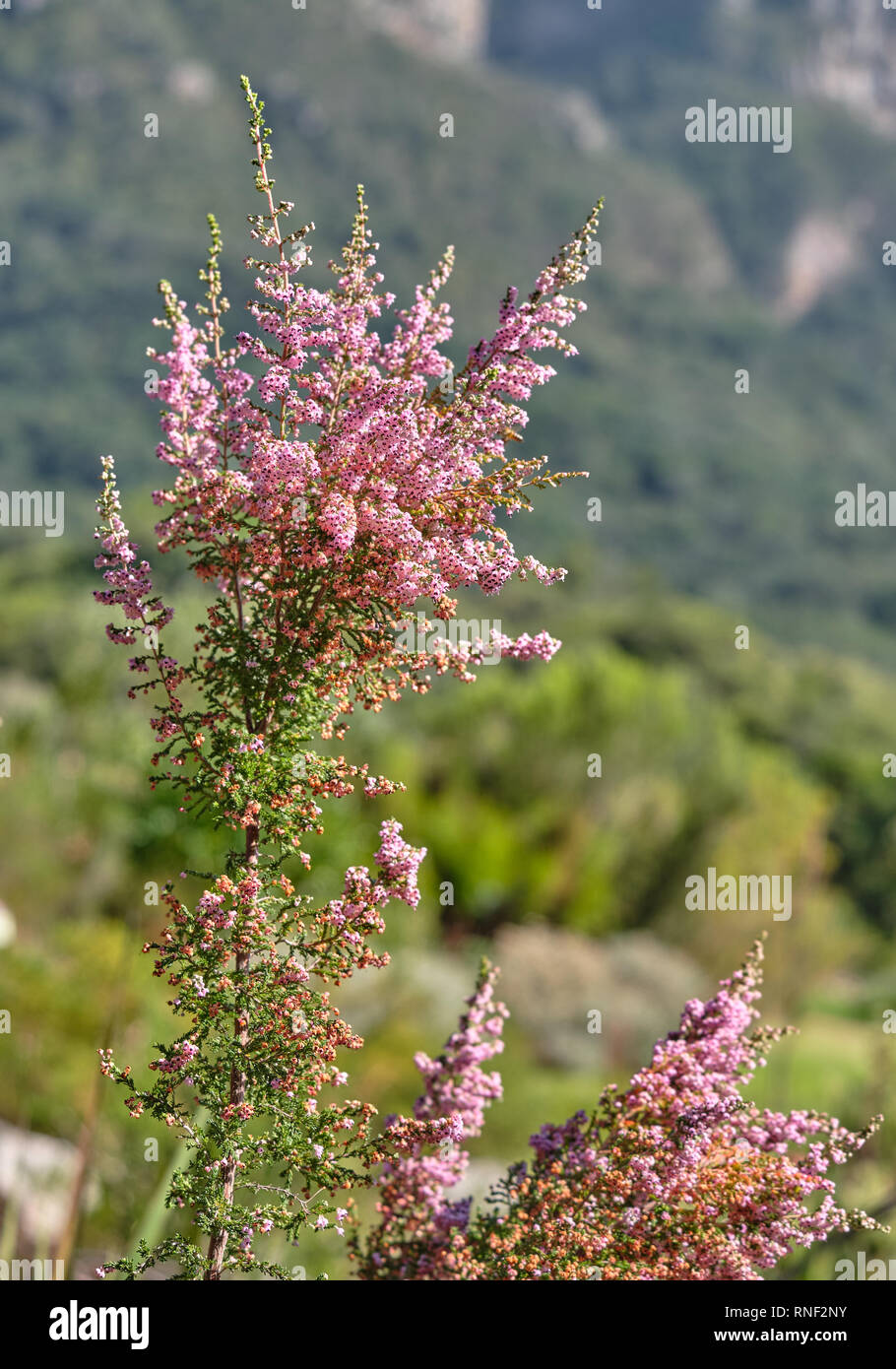 Pink-smoke heath (erica sparsa) bush in bloom with forest blurred background Stock Photo