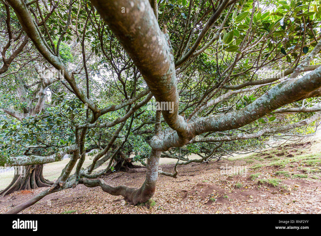 One beautiful tree, standing alone on a grassy hill with cloudy skies in the background. Taken in Te Toki reserve on Waiheke Island, New Zealand Stock Photo