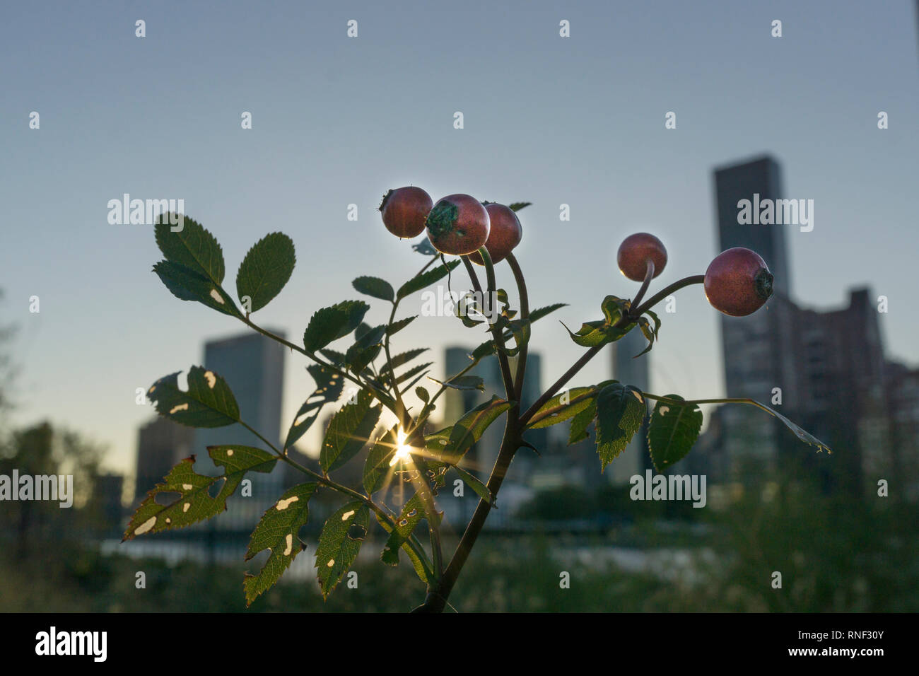 A man's hand holds up Rose Hips against a midtown Manhattan cityscape, New York City, New York, USA Stock Photo