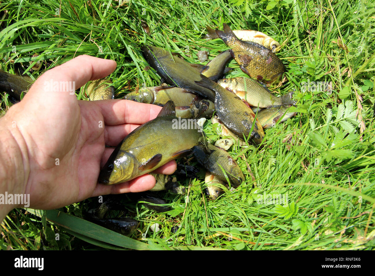Caught tench and crucians on green grass. Successful fishing. Rich catch of fishes. Lucky fishing. Caught fishes after lucky fishing Stock Photo