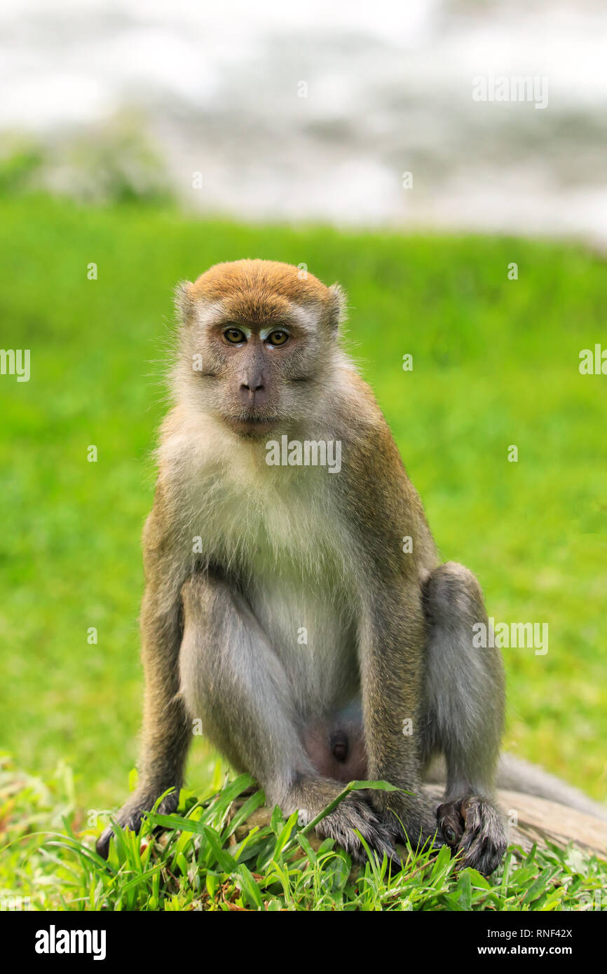 Crab-eating macaque (Macaca fascicularis) sitting on the ground in Bukit Lawang, Sumatra, Indonesia. This macaque is native to Southeast Asia. Stock Photo