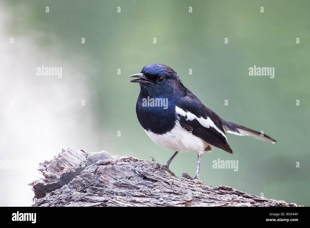 Oriental magpie-robin (Copsychus saularis) sitting on a tree in Keoladeo Ghana National Park, Bharatpur, India. The park was declared a protected sanc Stock Photo
