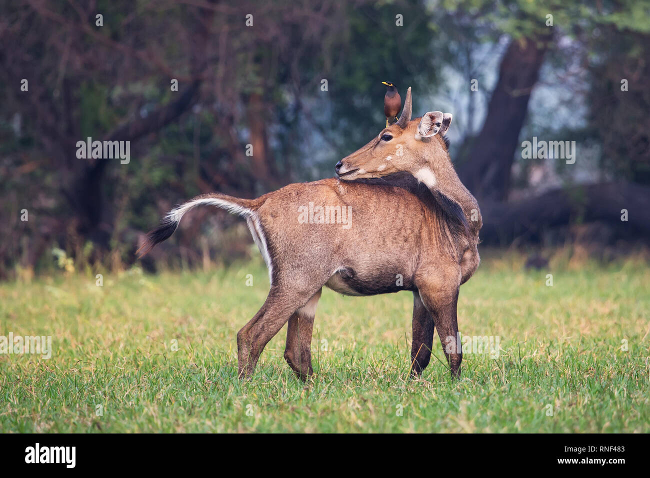 Male Nilgai with Brahminy myna sitting on him in Keoladeo National Park, Bharatpur, India. Nilgai is the largest Asian antelope and is endemic to the  Stock Photo