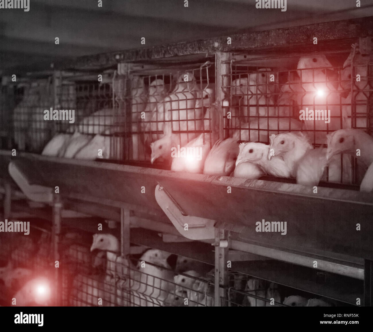 Poultry farm with sick chickens, emidemia and chicken diseases