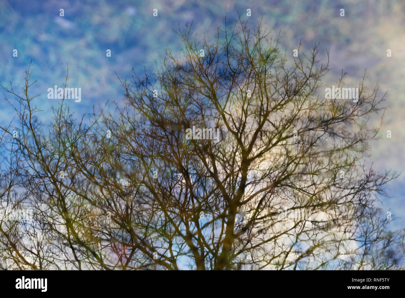 Tree and sky reflection in a melted snow puddle during the winter season in Toronto, Ontario, Canada. Stock Photo