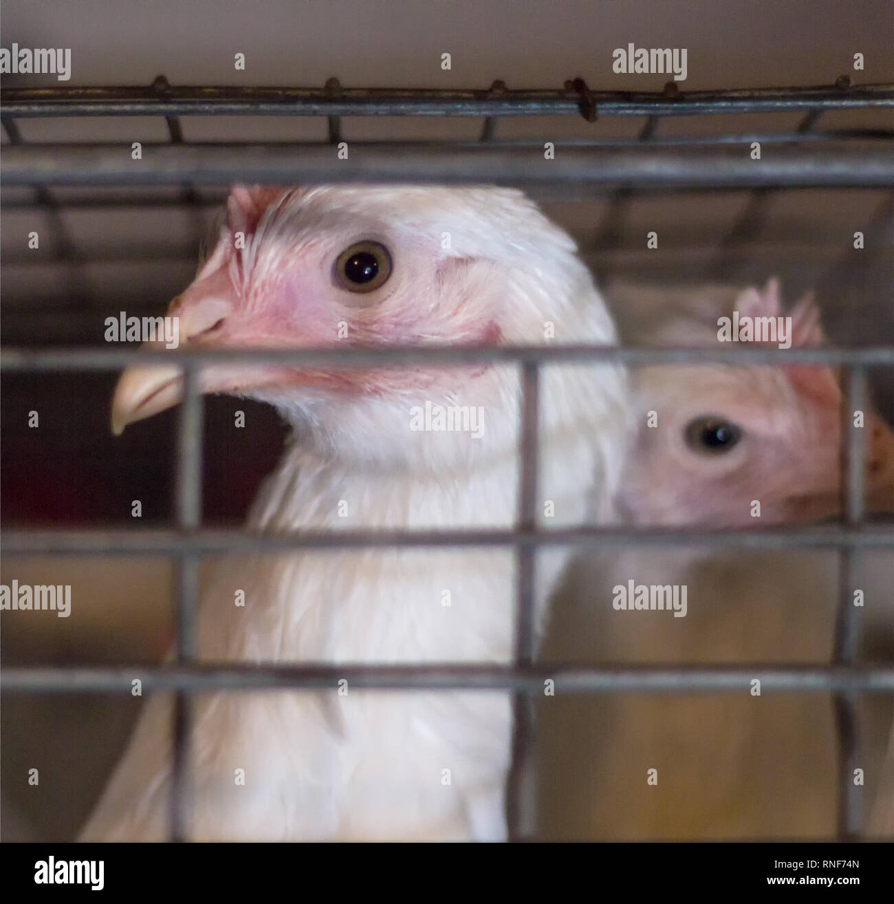 Young broiler chicken in a cage at the poultry farm, poultry farming, close-up, chicken farm, agriculture Stock Photo