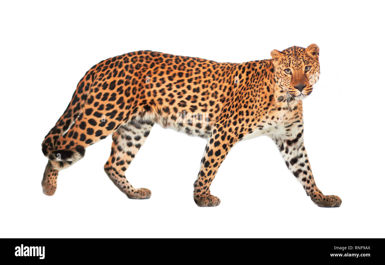 Leopard, Panthera pardus, on white background, studio shot. Stock Photo