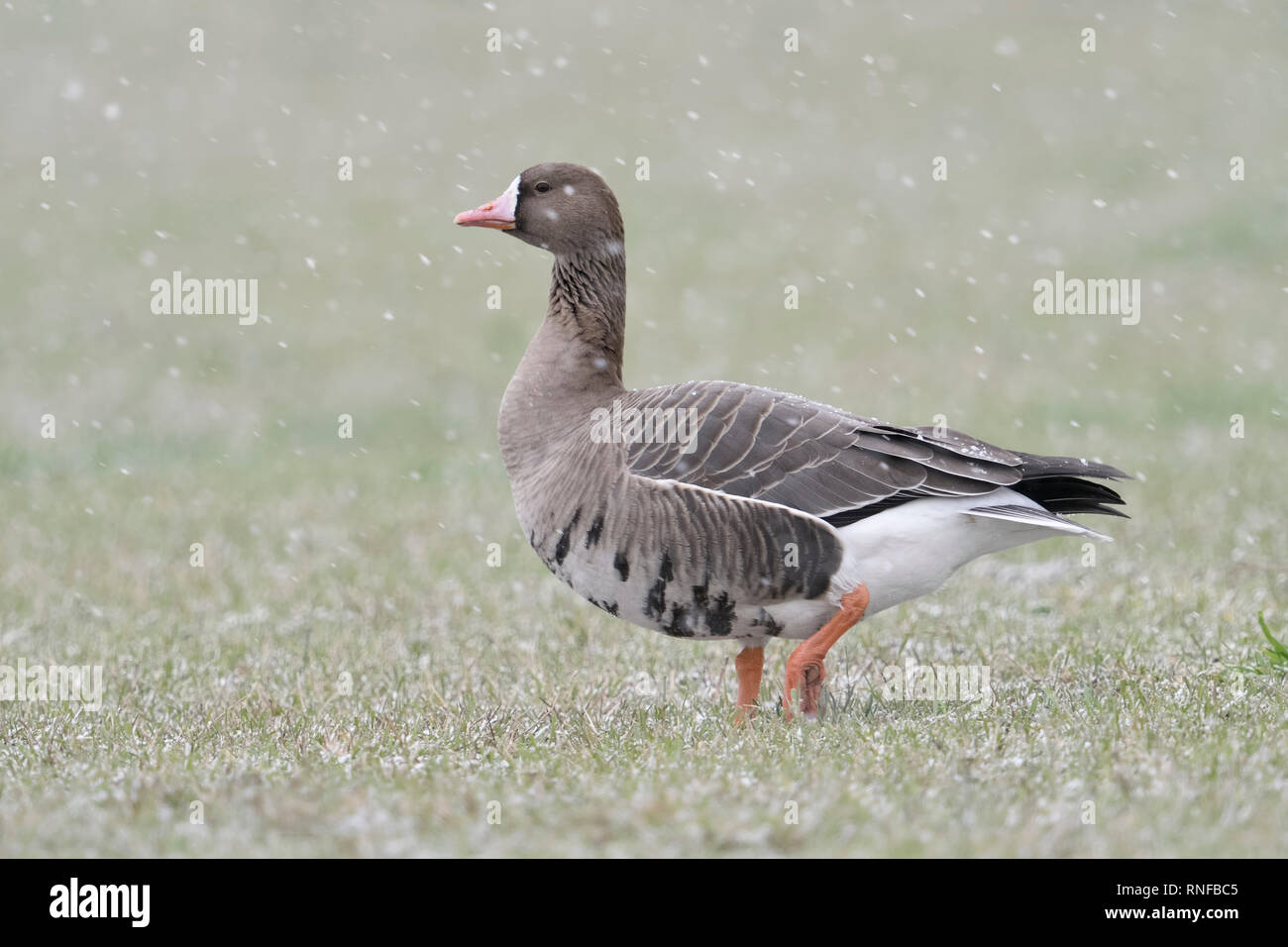 White-fronted Goose / Blaessgans ( Anser albifrons ) in winter, snowfall, walking over grassland, single bird, wildlife, Europe. Stock Photo