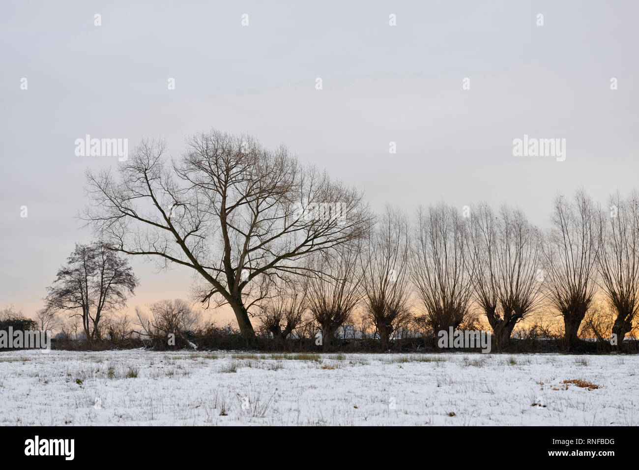 Row of pollard trees next to a snow covered wet meadow, close to Duesseldorf, Ilvericher Rhine sling, Ivericher Altrheinschlinge, Strümper Bruch, Germ Stock Photo