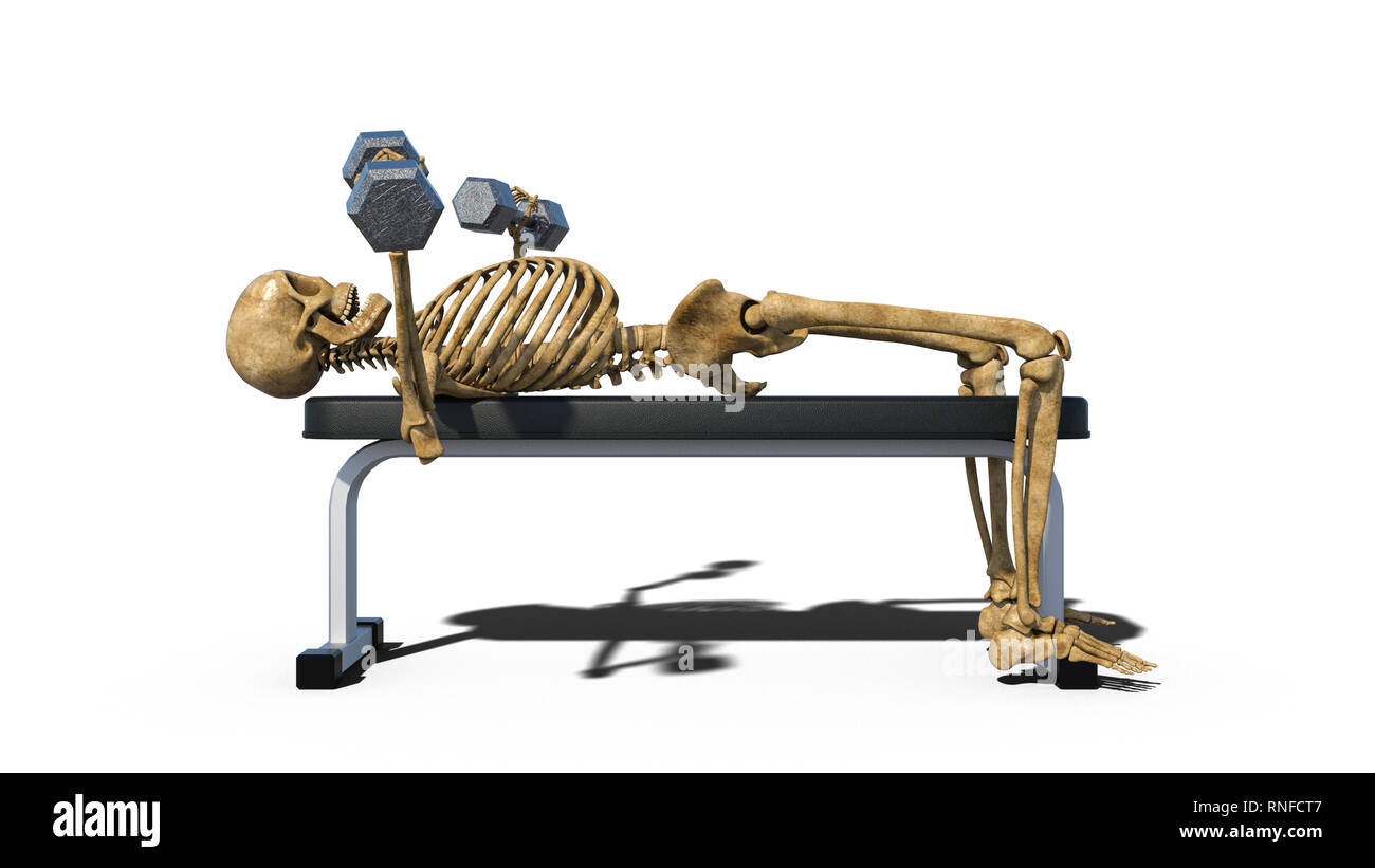Funny skeleton lifting weights on bench, human skeleton exercising on white background, side view, 3D rendering Stock Photo