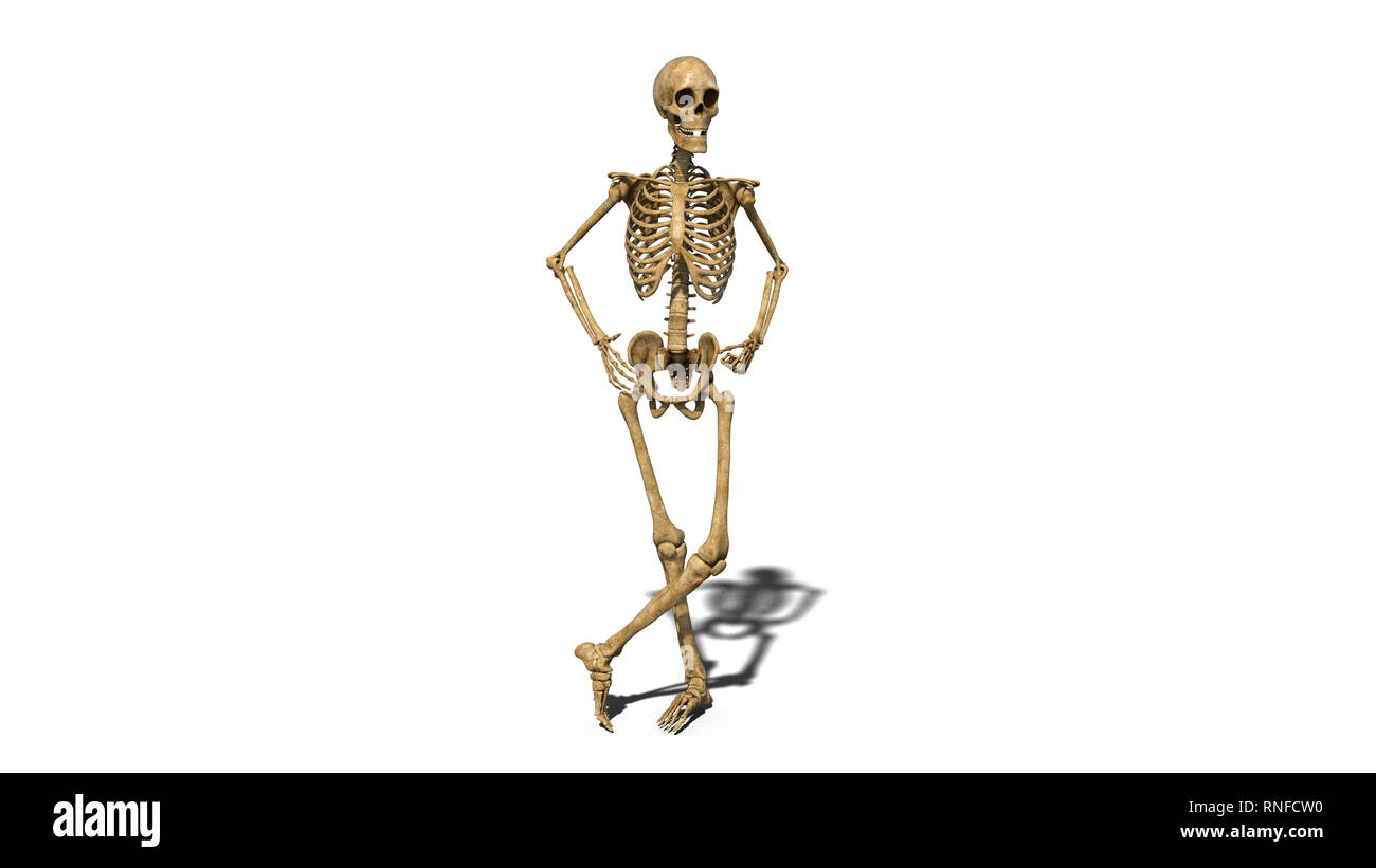 Joke skeleton : 1 533 images, photos de stock, objets 3D et images  vectorielles