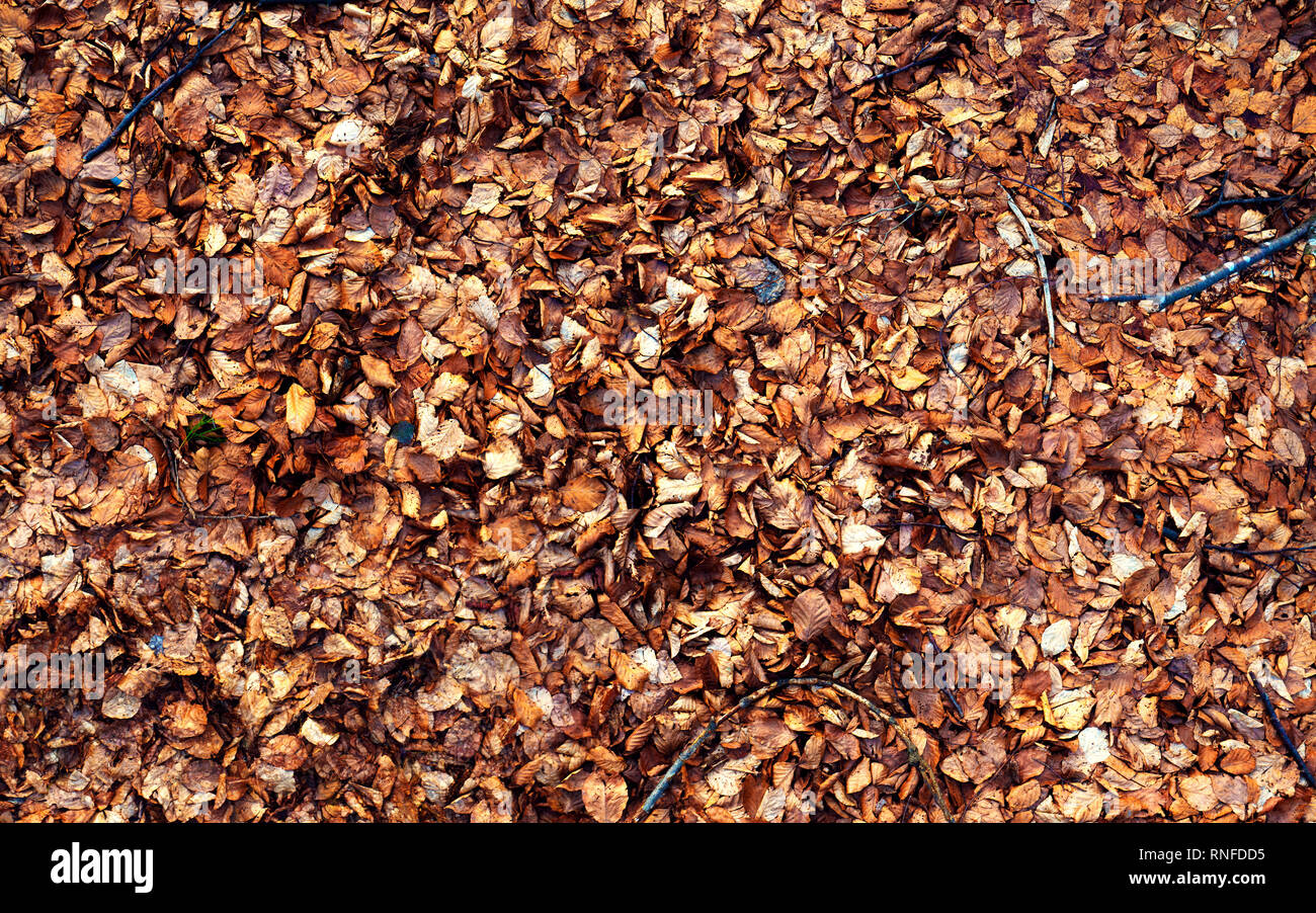 Dry autumn leaves in red, orange and brown colors. Closeup. Background