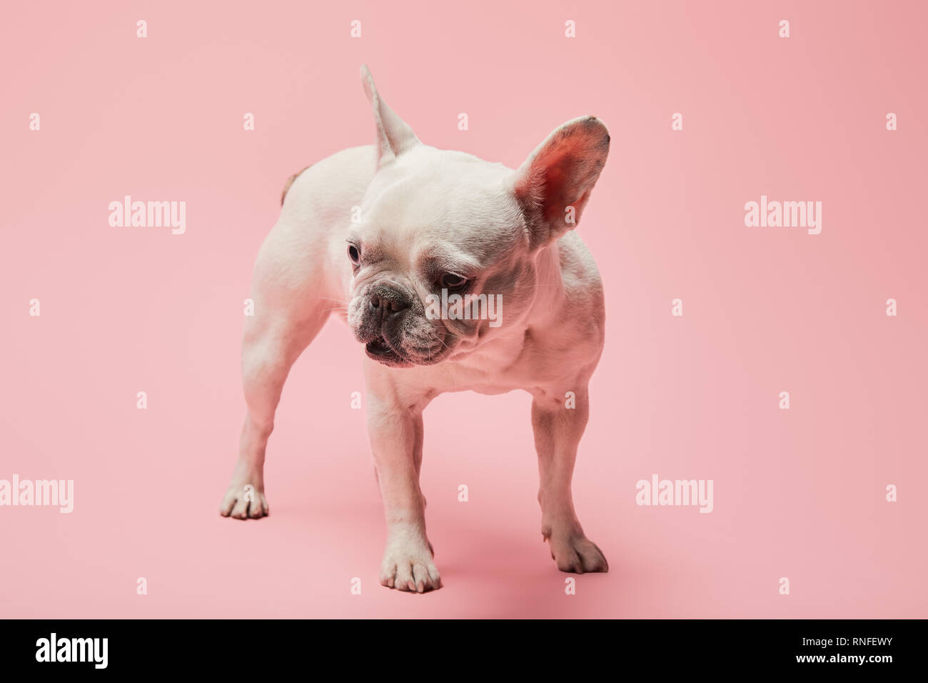 french white bulldog with dark nose on pink background Stock Photo