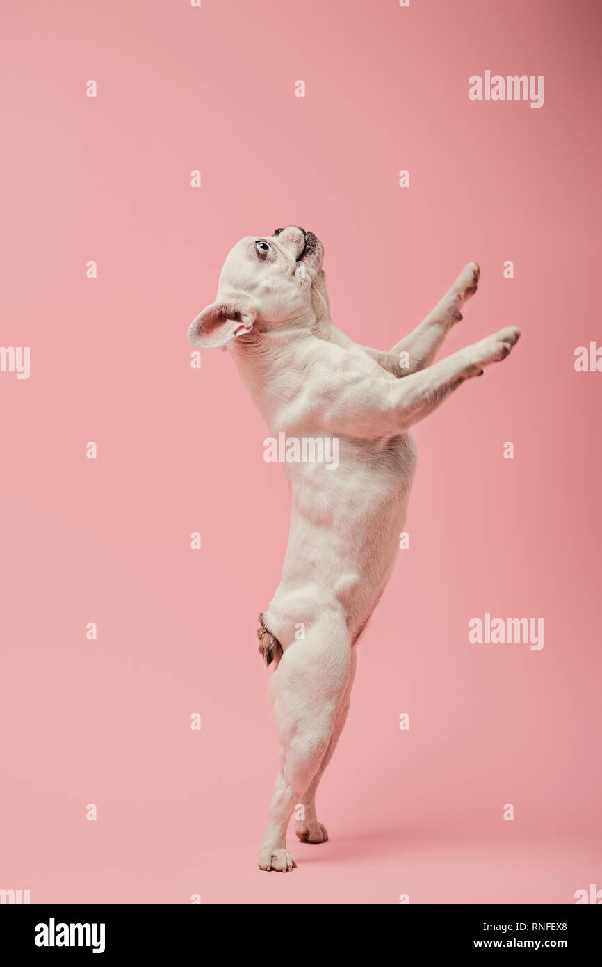 french bulldog on hind paws on pink background Stock Photo