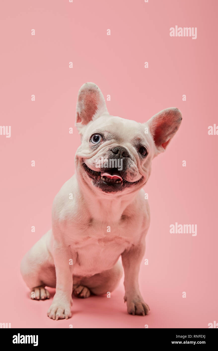 french bulldog with white color on pink background Stock Photo