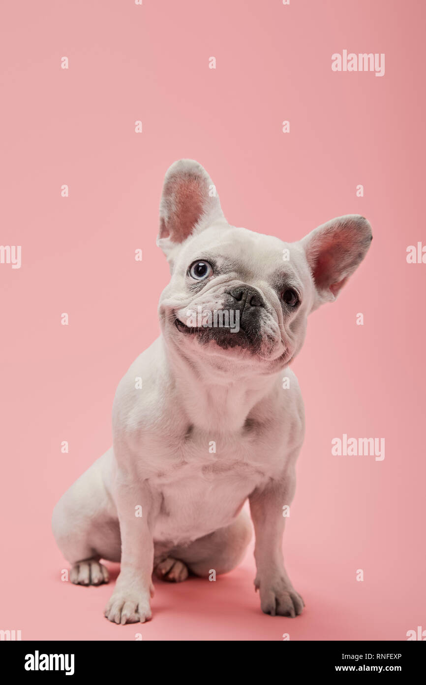 french bulldog with cute muzzle on pink background Stock Photo