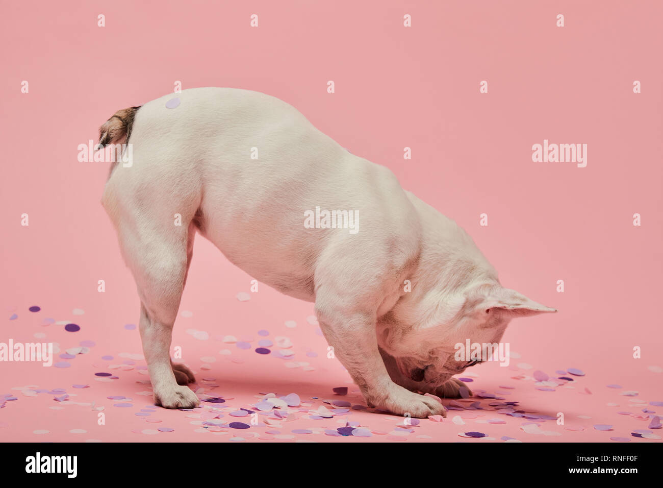 light coloured dog with head down and confetti on pink background Stock Photo