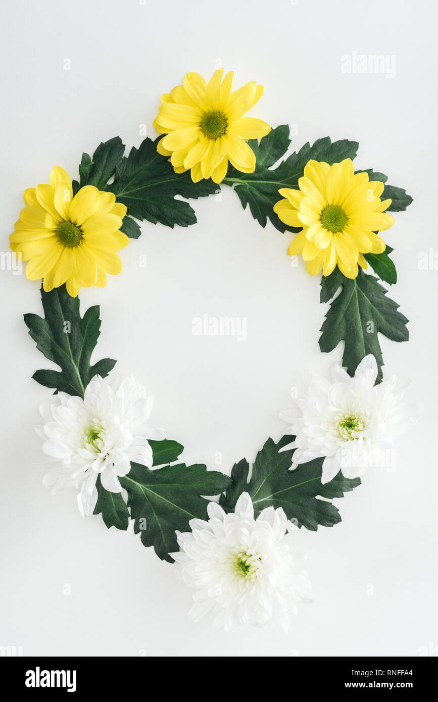 top view of composition with white and yellow chrysanthemums on white background Stock Photo