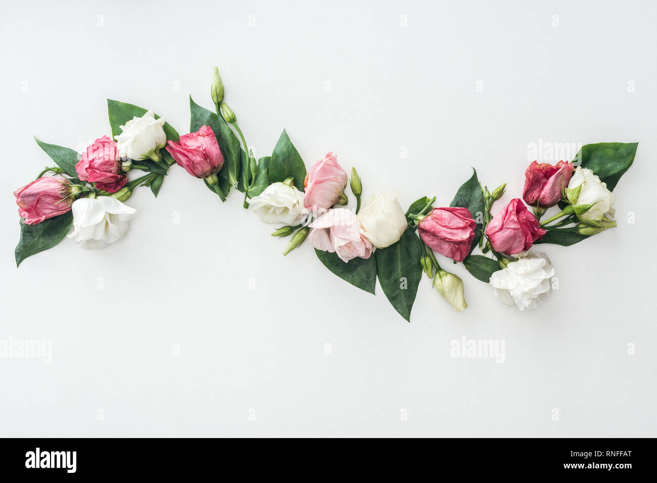 top view of composition with white and pink eustoma on white background Stock Photo