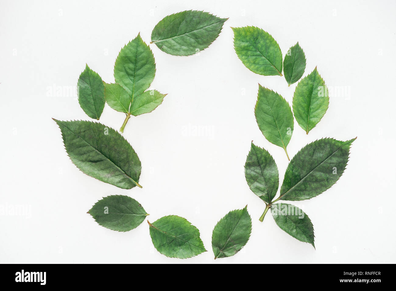 top view of circular composition with green leaves isolated on white Stock Photo