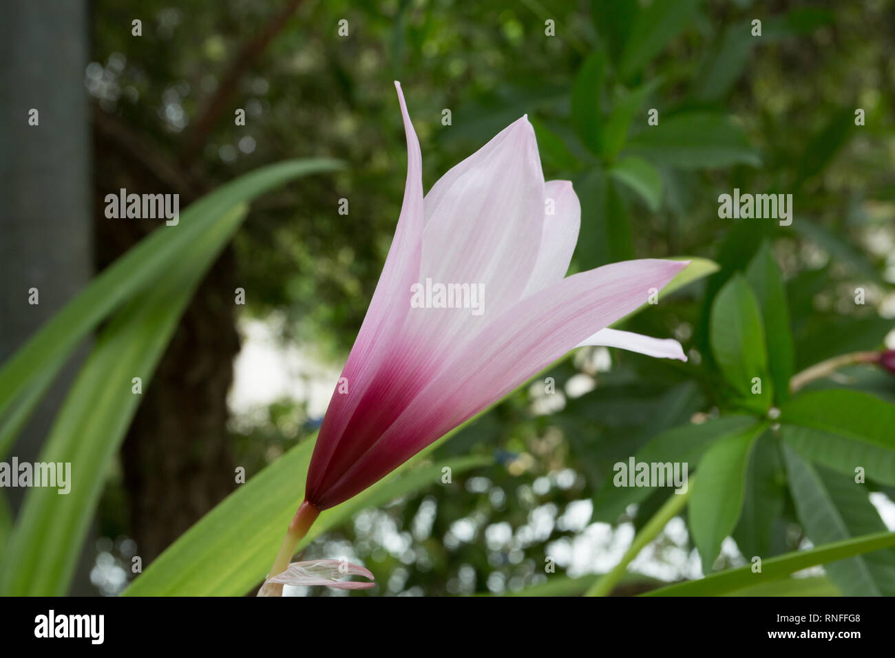 Short-stamen rain lily (Habranthus brachyandrus), pale pink trumpets with a deep purple throat, in bloom during rainy season, Asuncion, Paraguay Stock Photo