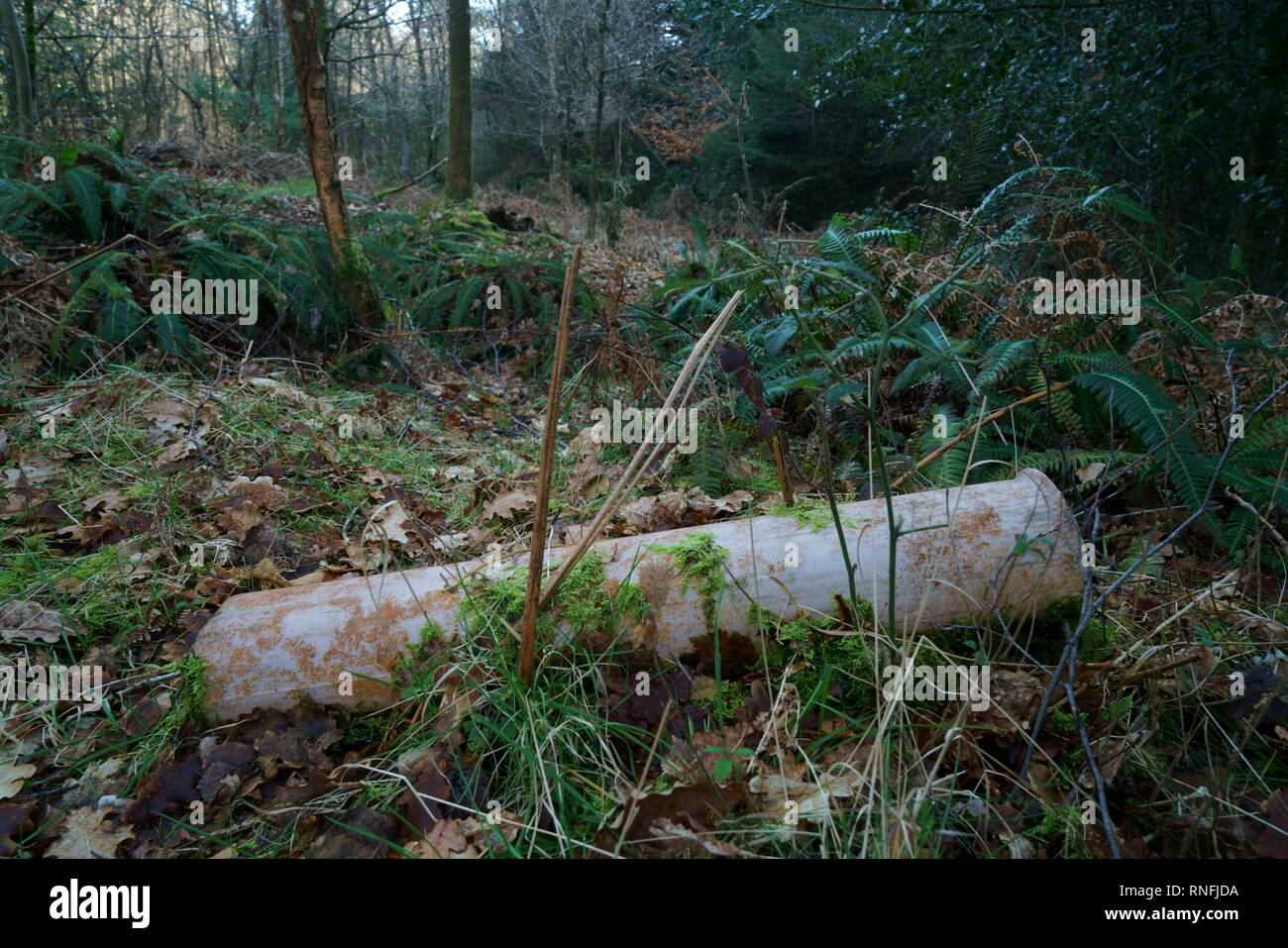 Plastic tree shelter littering woodland. Stock Photo