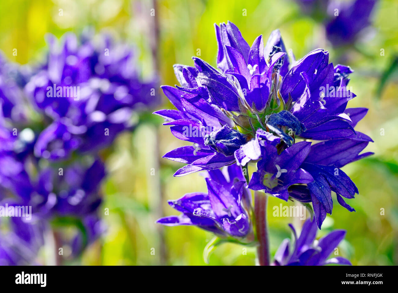 Clustered Bellflower (campanula glomerata), close up of a single back lit flower head out of many. Stock Photo