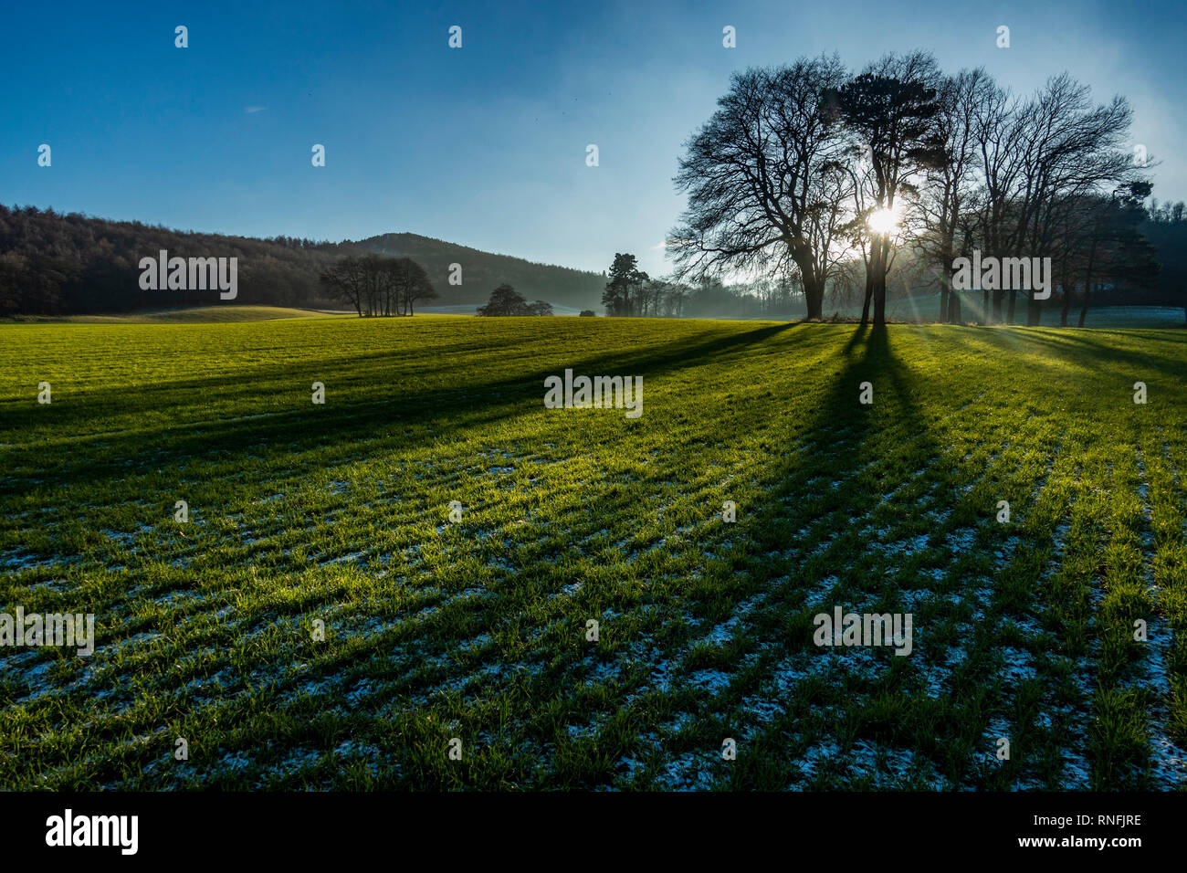 Copse of Trees, Hutton, Guisborough, Cleveland, North Yorkshire Stock ...