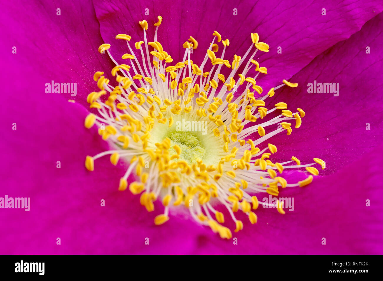 Wild Rose (rosa rugosa rubra), close up of the very centre of a flower showing detail of the stigma and stamens. Stock Photo