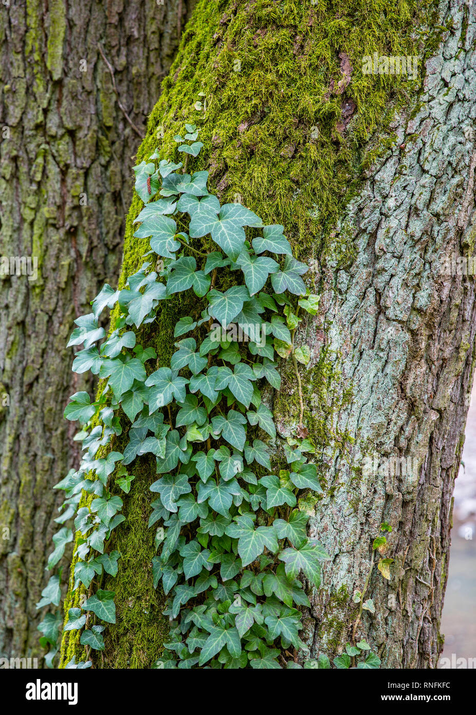 Green wild ivy growing up the side of e tree with moss Stock Photo Alamy