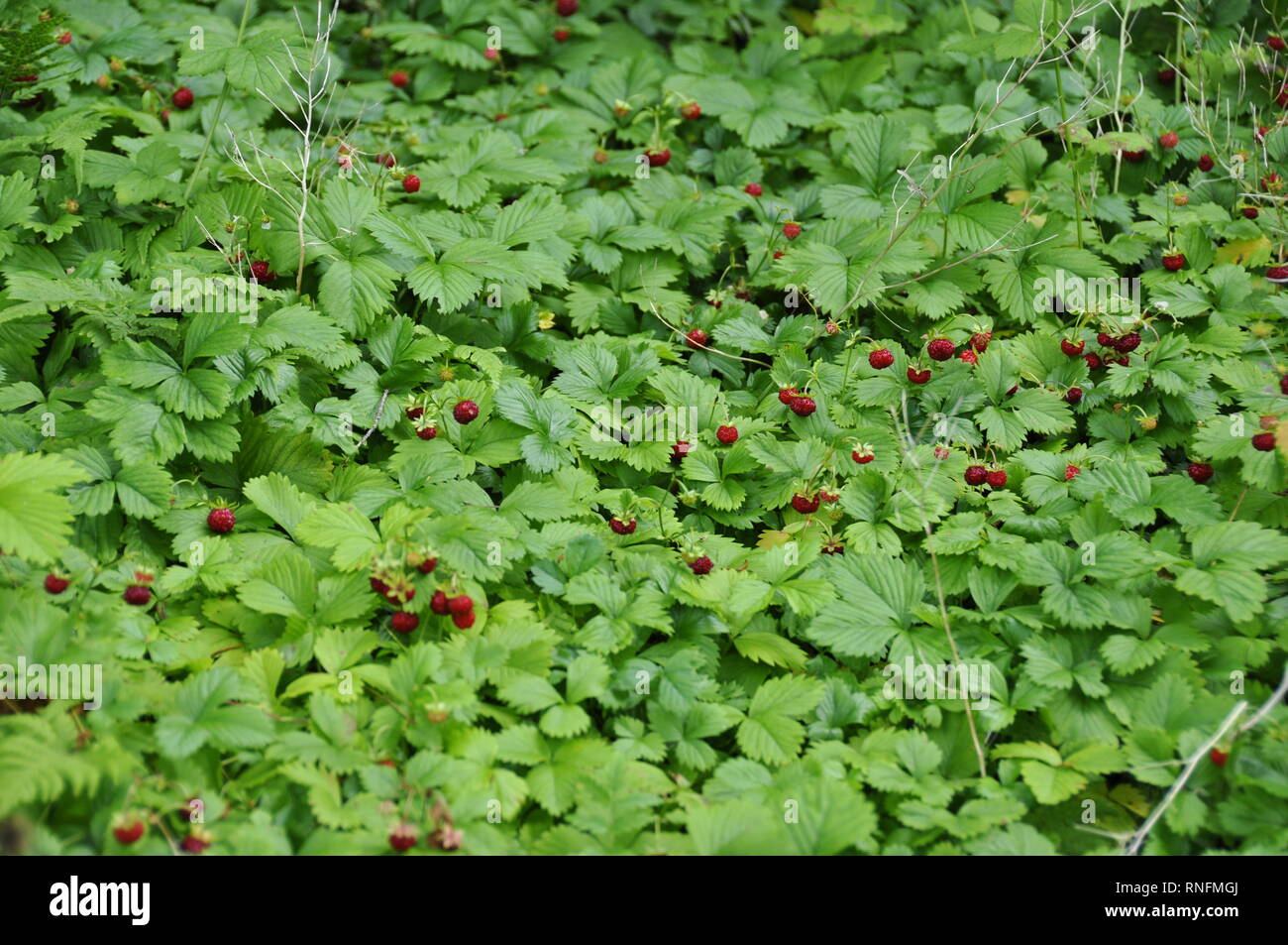 Wild strawberry Vesca fragaria green field Stock Photo - Alamy