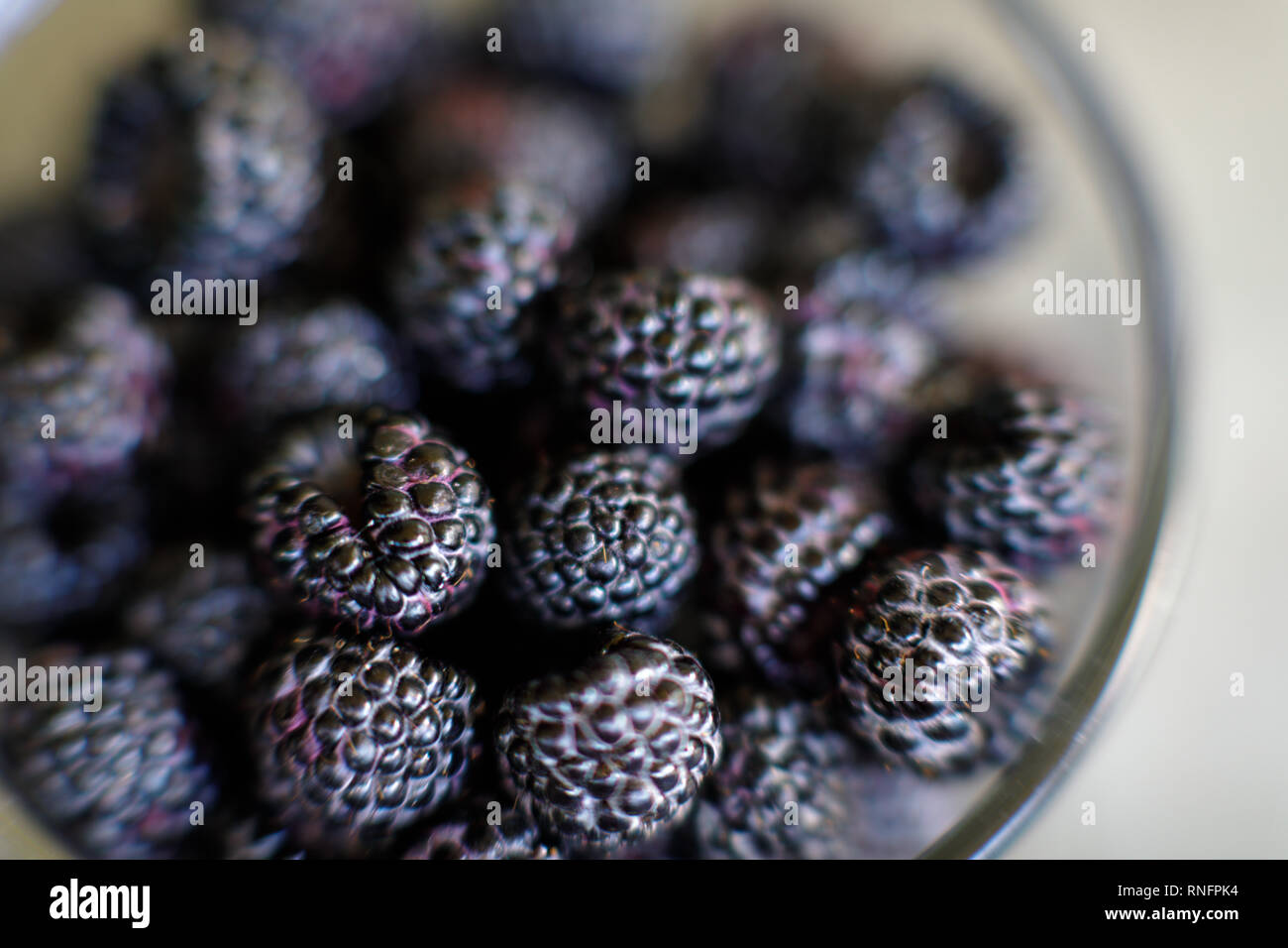 Blackberries, in the genus Rubus in the family Rosaceae. Stock Photo