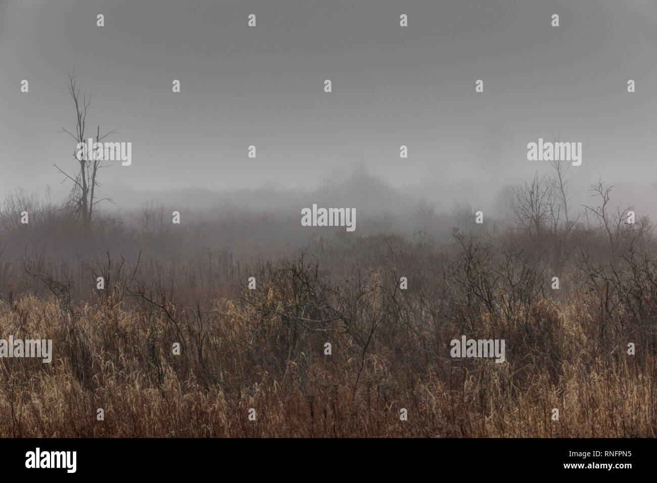 Misty marsh hi-res stock photography and images - Alamy