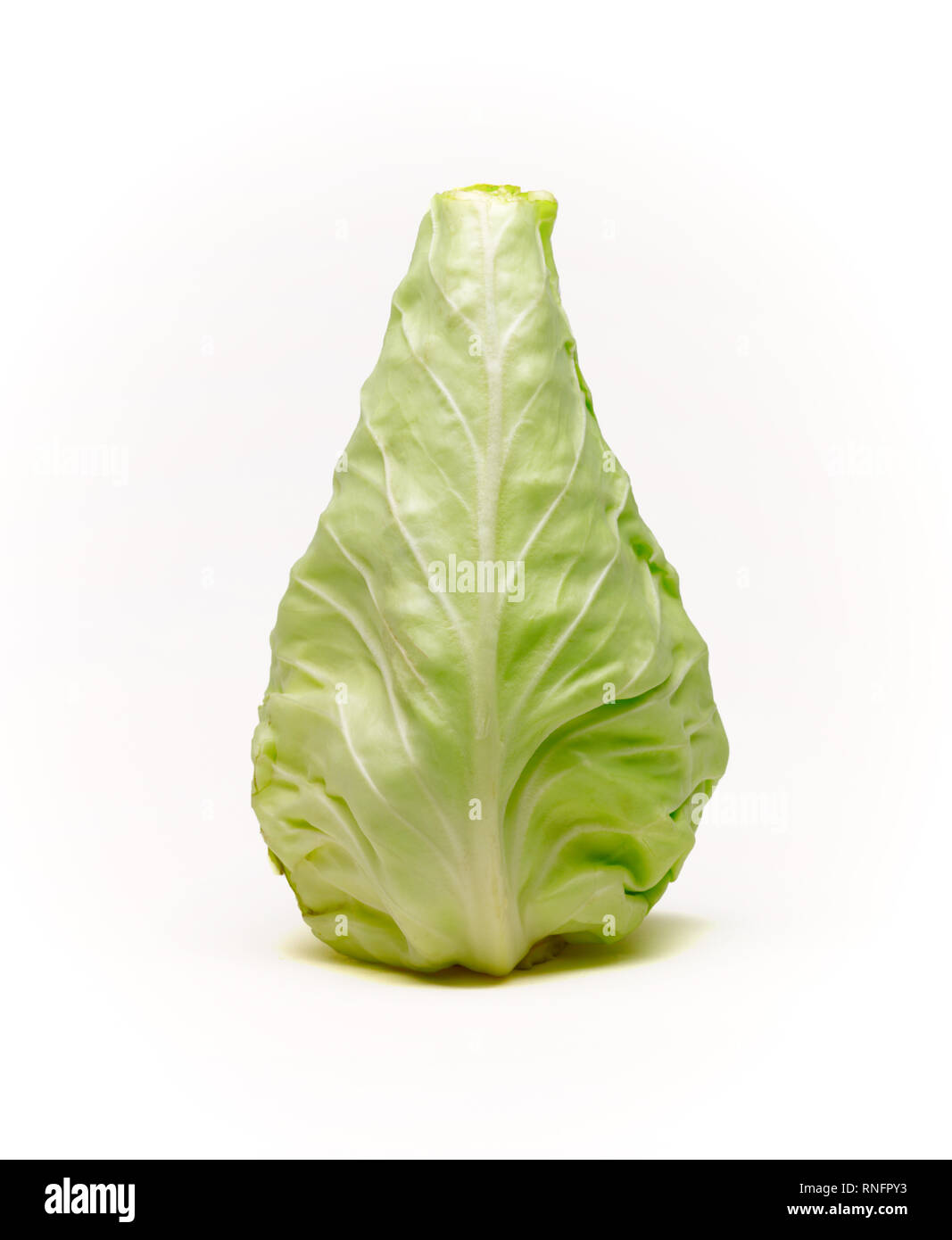 Conehead cabbage on white background Stock Photo Alamy